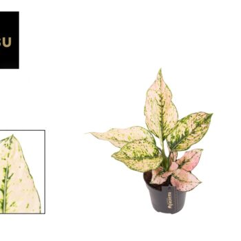 Aglaonema Rosy