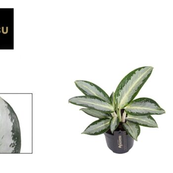 Aglaonema Silver Blue