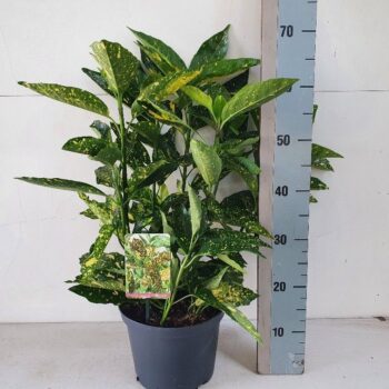 Aucuba jap. Crotonifolia