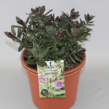 Hebe Franciscana Blue Gem C5