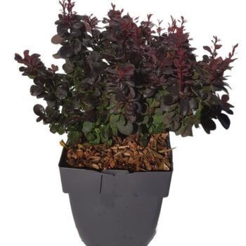 Berberis thunbergii 'Concorde'