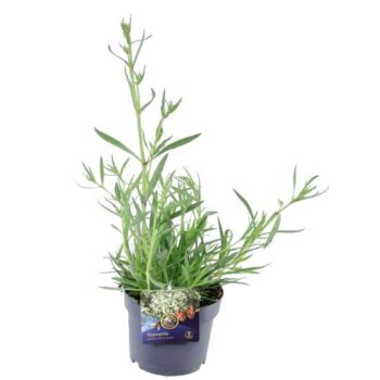 Gypsophila Festival White Flare