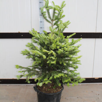 Abies Nordmanniana in pot