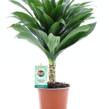 Dracaena fr. Janet Craig Compacta on stem