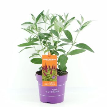 Buddleja dav. Funky Fuchsia (First Editions®)