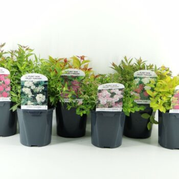 Spiraea japonica mix