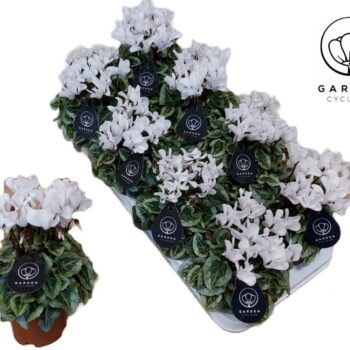 Cyclamen GARDEN DONATELLO WIT