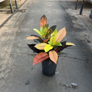 Croton iceton kop 15/19 h40