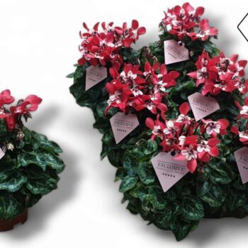 Cyclamen Exclusive® - Djix Rood