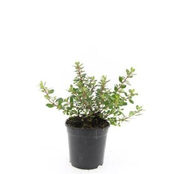 Escallonia 'Red Dream'