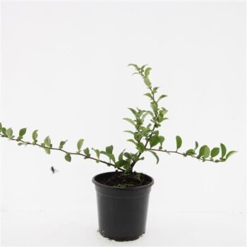 Chaenomeles sup. Pink Trail