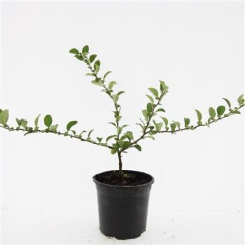 Chaenomeles sup. 'Texas Scarlet'