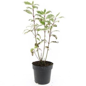 Cornus alba 'Sibirica Variegata'