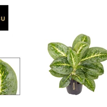 Aglaonema Lemon Mint