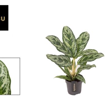 Aglaonema Laurel Green