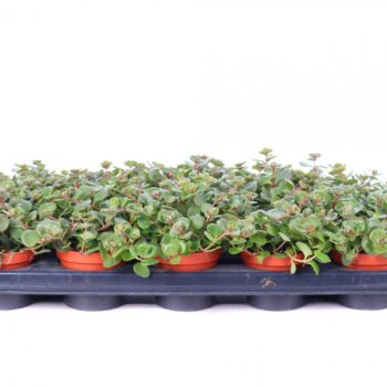 Sedum makinoi tornado