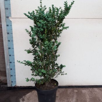 Buxus sempervirens 'Rotundifolia'