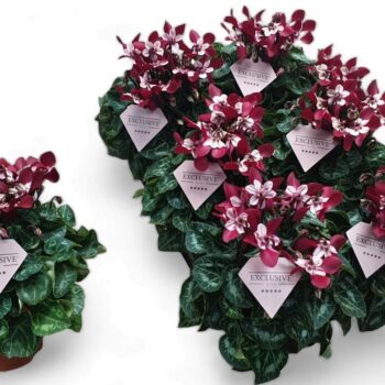 Cyclamen Exclusive® Djix Wijnrood