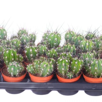 Stetsonia coryne canarias