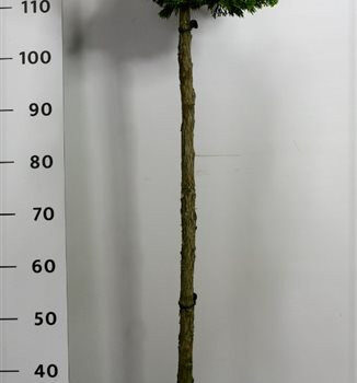 Chamaecyparis o. 'Aurora'