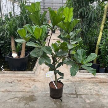 Ficus lyrata stam 32/28 h180