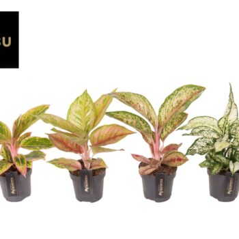 Aglaonema Exclusive mix