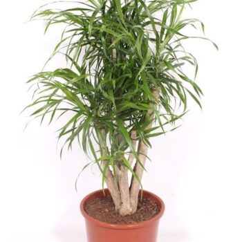 Dracaena Anita