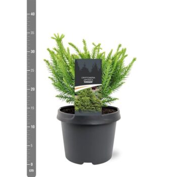 Cryptomeria japonica 'Dinger'