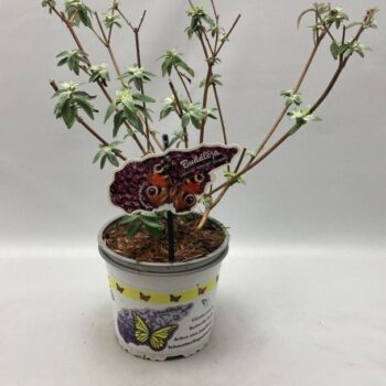 Buddleja Davidi 'African Queen' C2