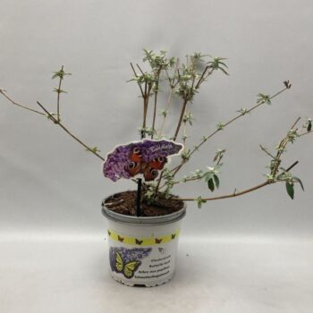 Buddleja Davidii 'Ile de France' C2