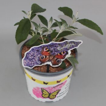 Buddleja Davidii 'Lochinch' C2