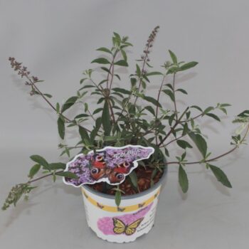 Buddleja Davidii 'Nanhoensis' C2