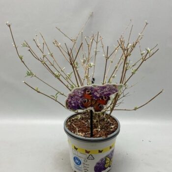 Buddleja Davidii 'Nanho Blue' C2