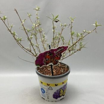 Buddleja Davidii 'Nanho Purple' C2