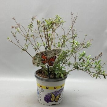 Buddleja Davidii 'Nanho White' C2