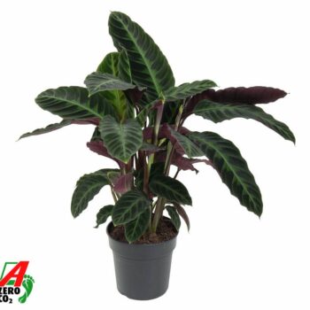 Calathea Warscewiczii