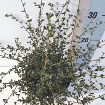 Ceanothus 'Blue Sapphire'