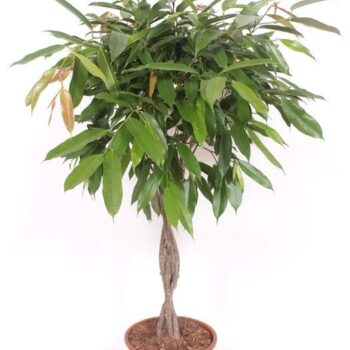 Ficus Amstel King