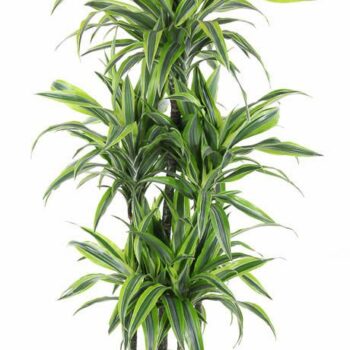 Dracaena Lemon Lime