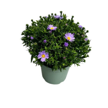 Aster Henry Blue