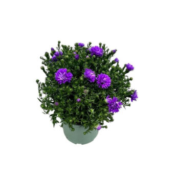 Aster Henry Purple