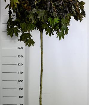 Acer plat. 'Crimson Sentry'