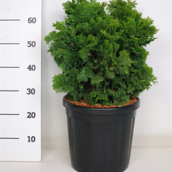 Chamaecyparis o. 'Nana Gracilis'