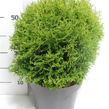 Thuja occ. 'Tiny Tim'