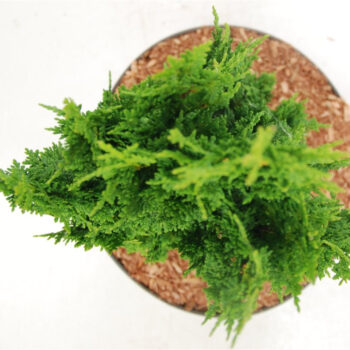 Thuja occ. 'Zmatlik'