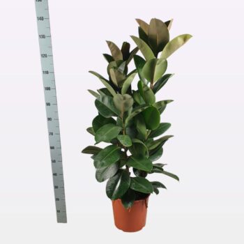 Ficus elastica 'Robusta' Toef 140cm