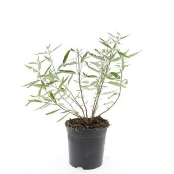 Caryopteris cland. 'Heavenly Blue'