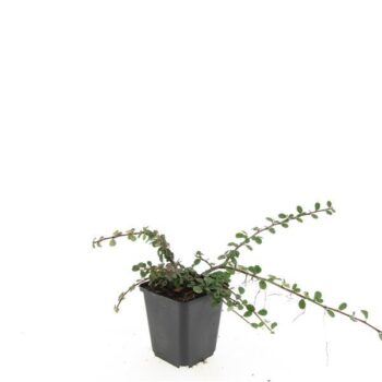 Cotoneaster pr. 'Queen of Carpets'