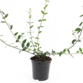 Euonymus fort. 'Tustin'