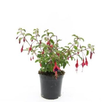 Fuchsia 'Mrs Popple'